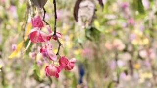 子連れで「チームラボプラネッツ TOKYO DMM.com」へ行ってきた！滞在時間・回り方・濡れるエリア対策まとめ【3歳児との体験レビュー】