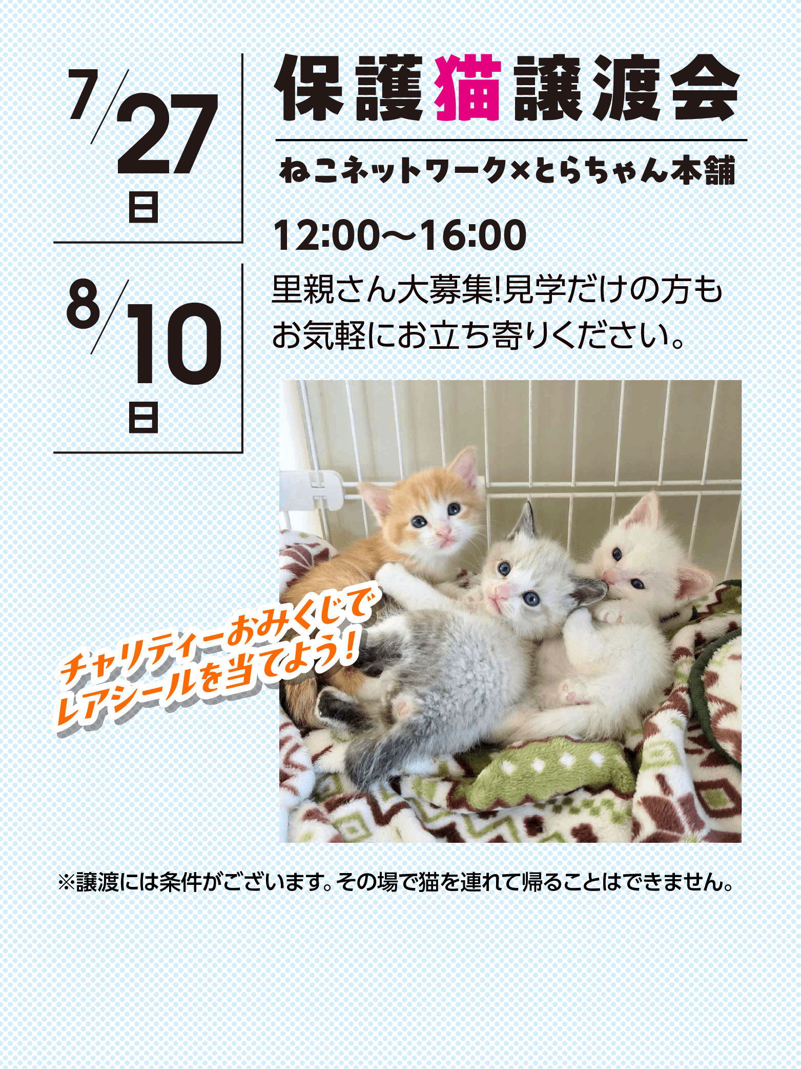 保護猫譲渡会