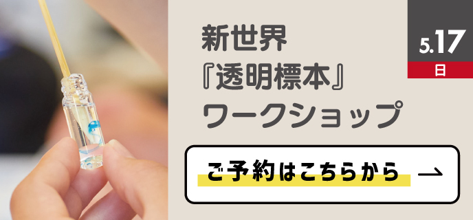 透明標本ワークショップ