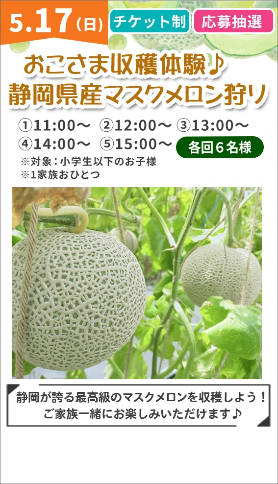 おこさま収穫体験♪静岡県産マスクメロン狩り