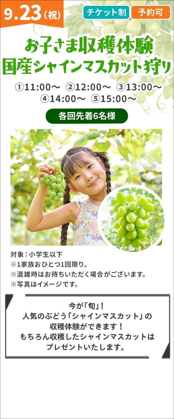 お子さま収穫体験♪ 国産シャインマスカット狩り