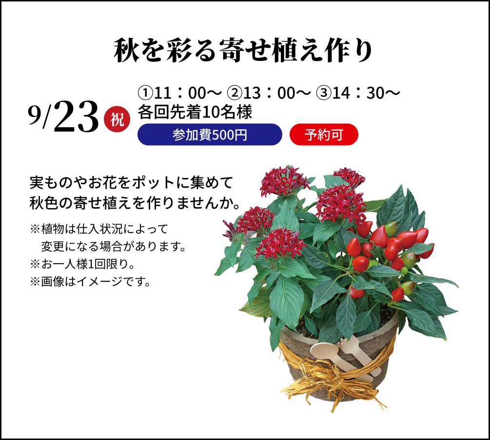 秋を彩る寄せ植え作り