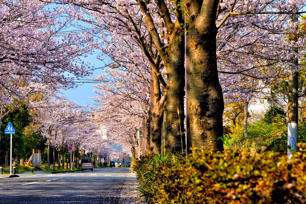 横須賀の桜並木
