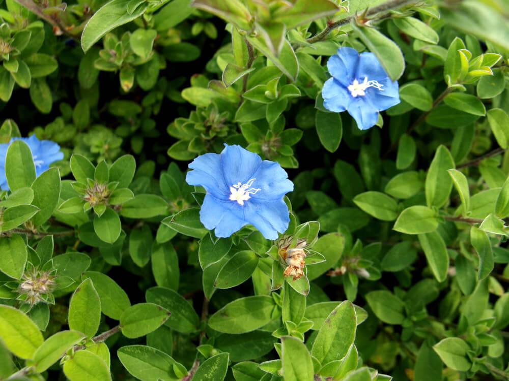 青い小さな花