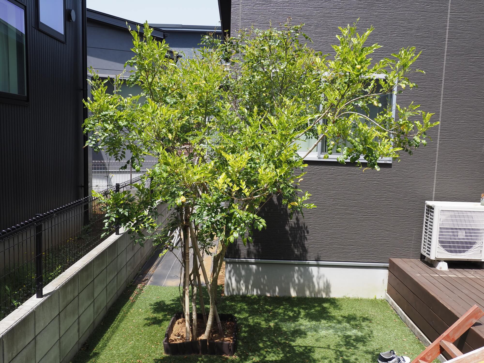 中庭に植えられた木