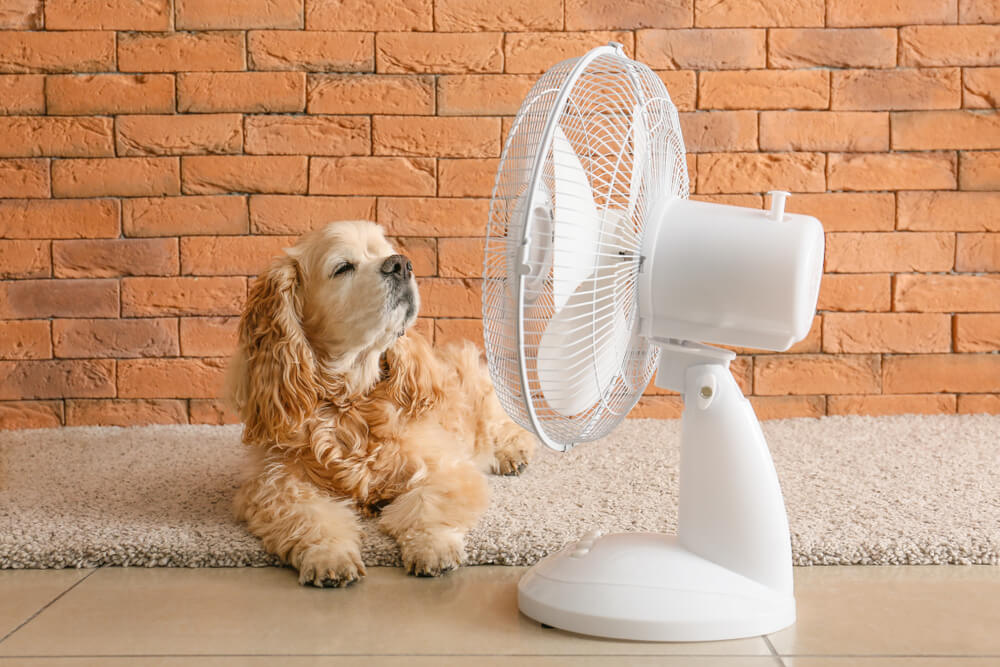 扇風機で涼む犬
