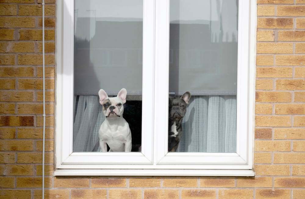 窓の外を見ている2匹の犬