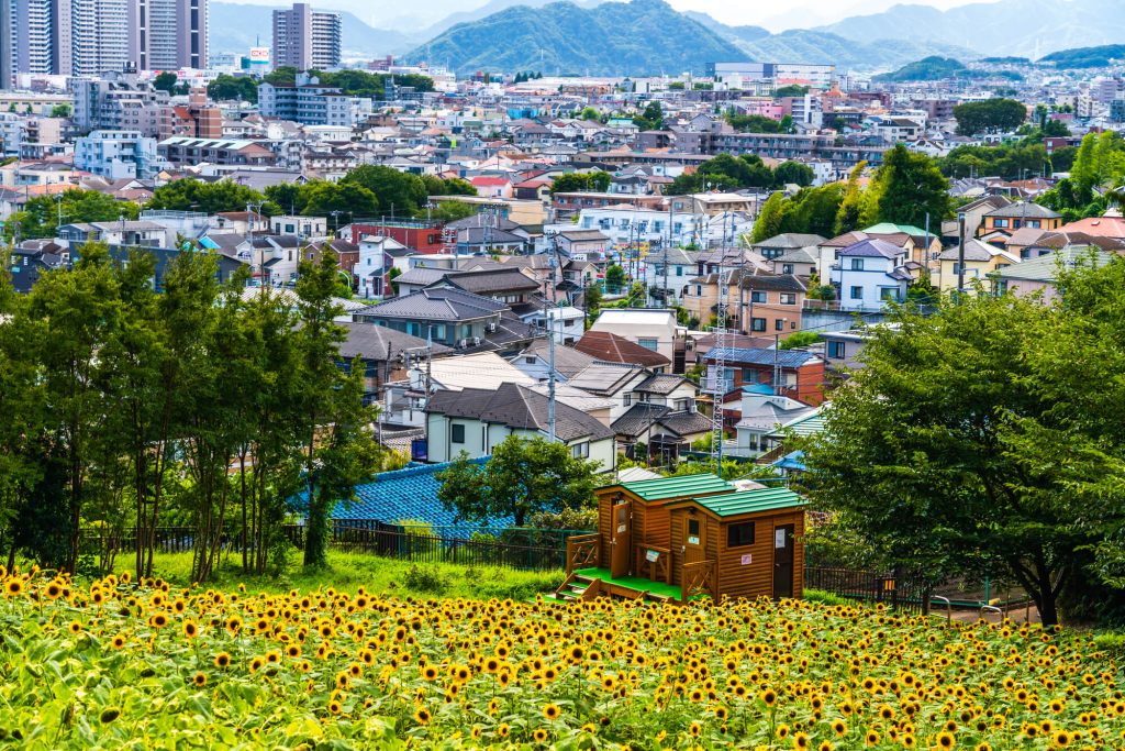 ひまわり畑と町田の街並み