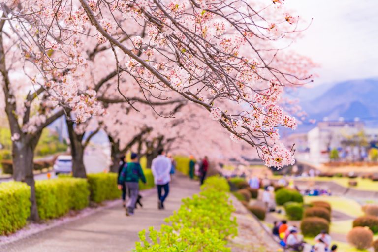 桜並木を歩く人