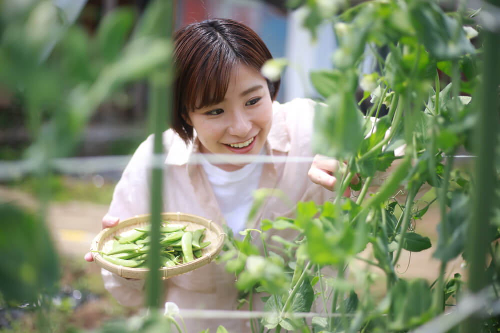 スナップエンドウを収穫する女性