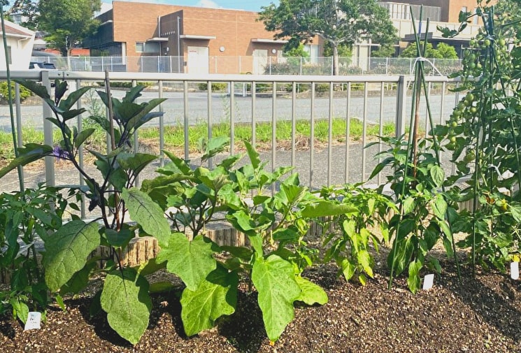 家庭菜園に必要な庭やベランダの適切な広さ