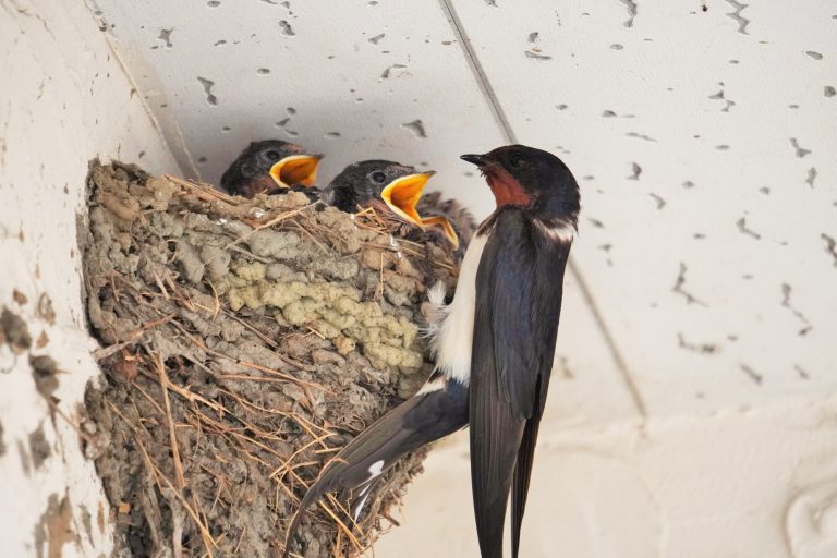 幸運の鳥・ツバメを我が家に招こう!正しい巣の見守り方と糞対策を解説